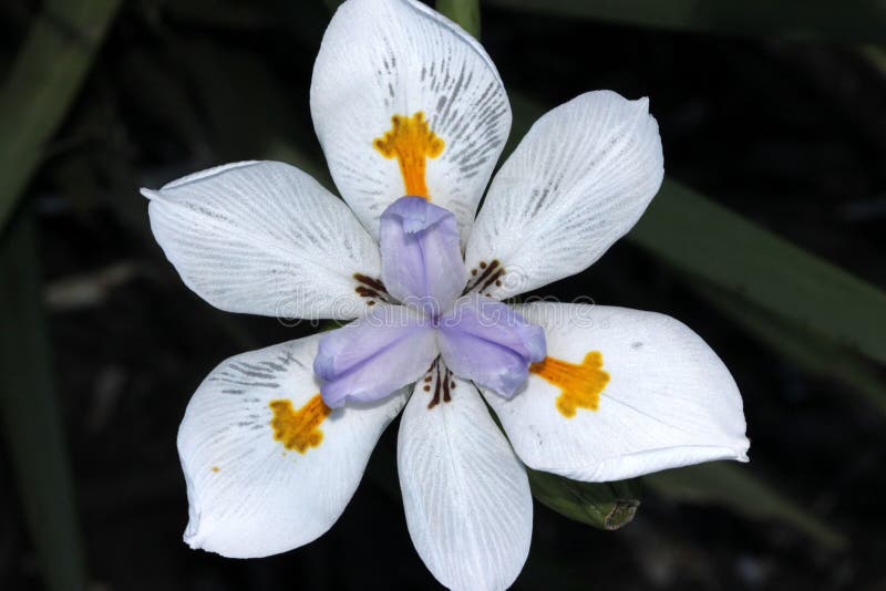 Dietes Grandiflora, Iris Salvaje Grande, Iris De Hadas Foto de archivo - Imagen de perenne, amarillo: 79022840 Dietes Grandiflora, Iris Salvaje Grande, Iris De Hadas Foto de archivo - Imagen de perenne, amarillo: 79022840