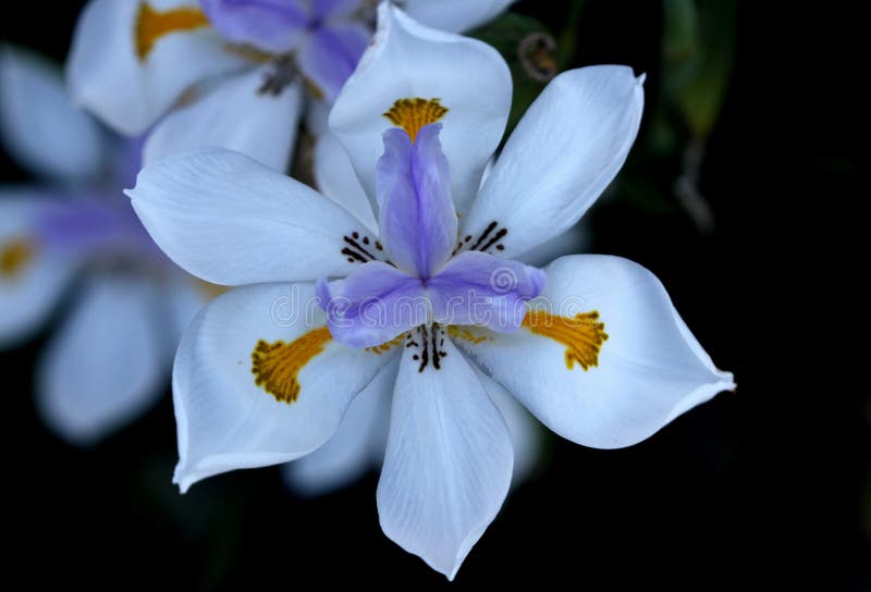 Dietes Grandiflora, Iris Salvaje Grande, Iris De Hadas Foto de archivo -  Imagen de oscuro, salvaje: 96836520