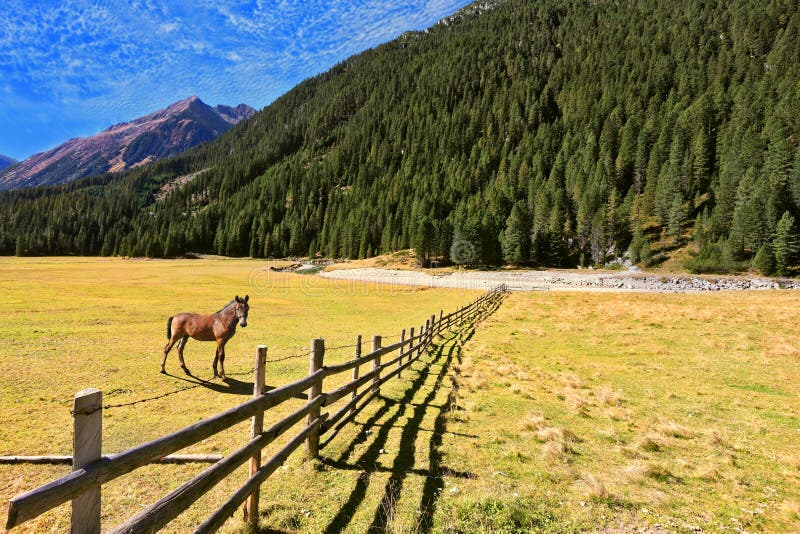 Dietro il recinto sta un cavallo rustico fotografie stock libere da diritti Dietro il recinto sta un cavallo rustico fotografie stock libere da diritti