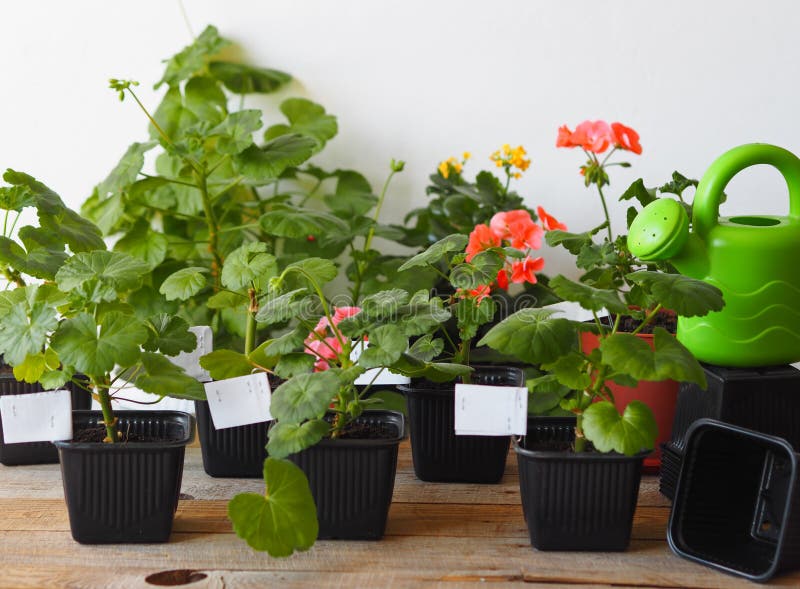 Diferentes Variedades De Brotes Jóvenes De Geranio O Pelargonio De Una  Planta Doméstica En Vasos De Flores Negras Imagen de archivo - Imagen de  encapsulamiento, rural: 214831665