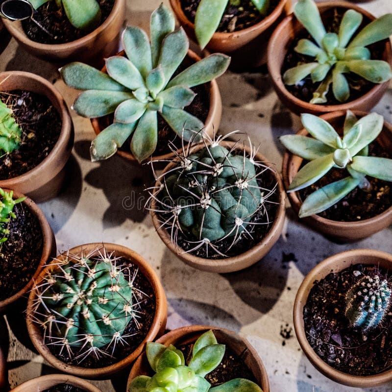 套房子室内多汁植物和各种各样的仙人掌在diff 库存图片
