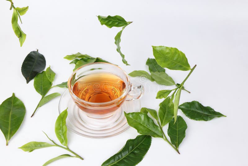 Diffdifferent Types of Fresh Raw Green Tea Leaf Stock Photo Image of