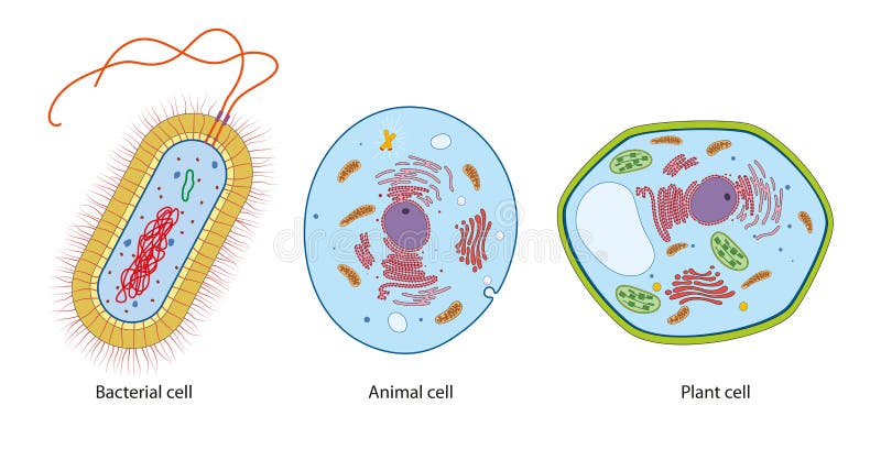 Animal Plant Cells Stock Illustrations – 459 Animal Plant Cells Stock  Illustrations, Vectors & Clipart - Dreamstime
