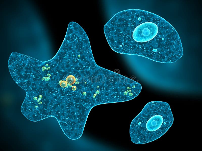 Как выглядит амеба под микроскопом Different Amoebas on Abstract Background Stock Illustration - Illustration of he