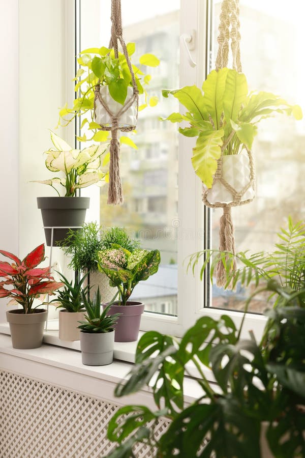 Different beautiful houseplants near window indoors. Interior design royalty free stock photography