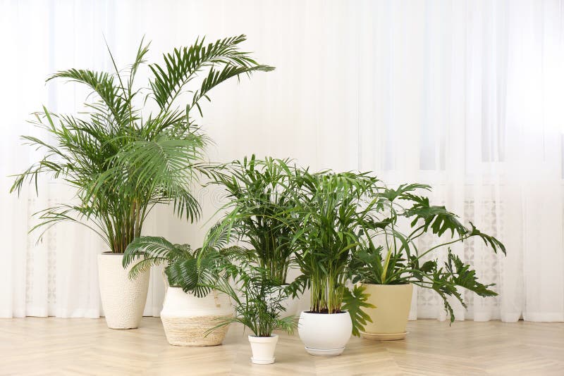 Different beautiful indoor plants on floor in room. House decoration stock photography