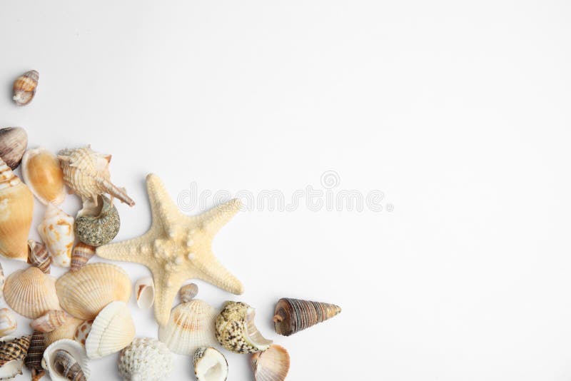 Different beautiful sea shells on white background stock images