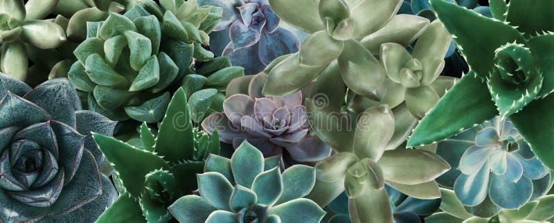 Different beautiful succulents as background. Banner design royalty free stock image