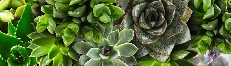 Different beautiful succulents as background. Banner design