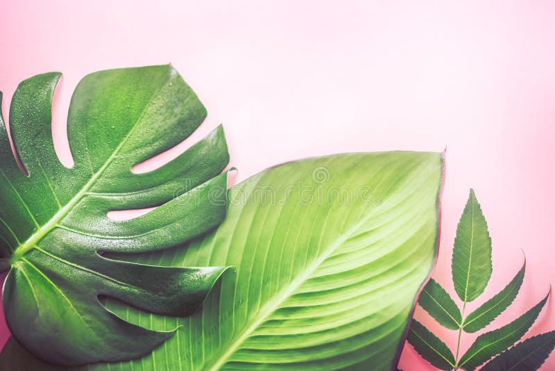 Tropical Leaves On Pink Paper Background With Copy Space Summer Banner