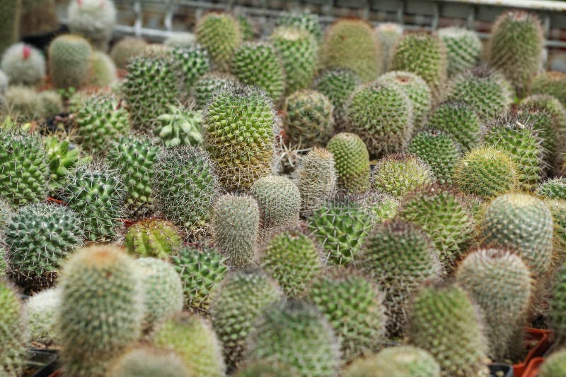 Different Cacti in Pots in the Nursery Greenhouse Stock Image Image