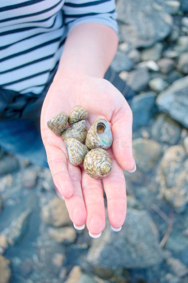 Different cockleshell in woman hand