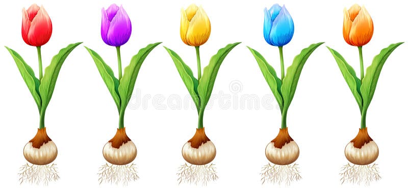 Different Color Of Tulips Stock Vector - Image: 63434384