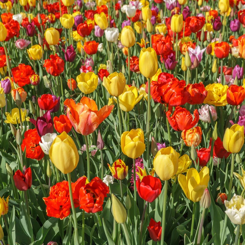 Different Colors and Varieties of Tulips in the Garden Stock Photo ...