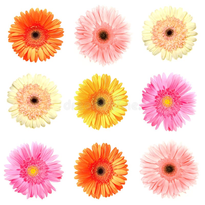 Different colour gerberas