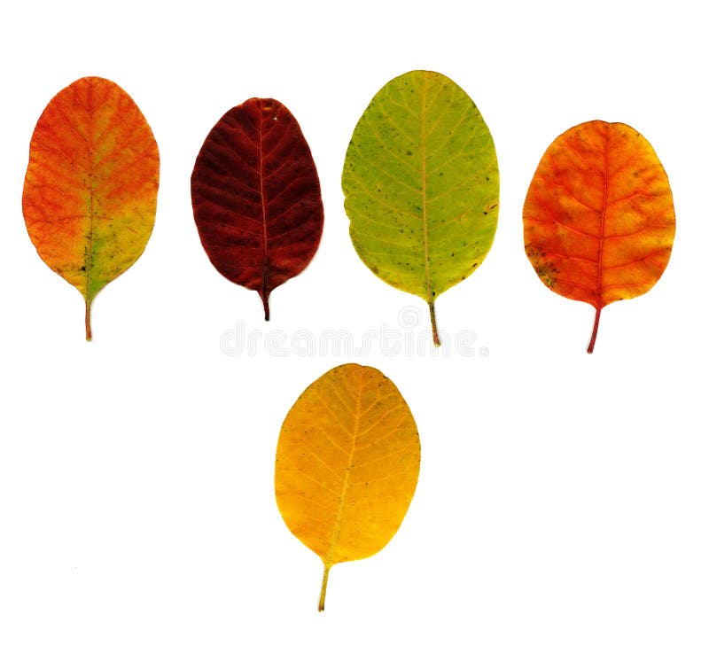 Different coloured leaves stock image. Image of botany - 11453657