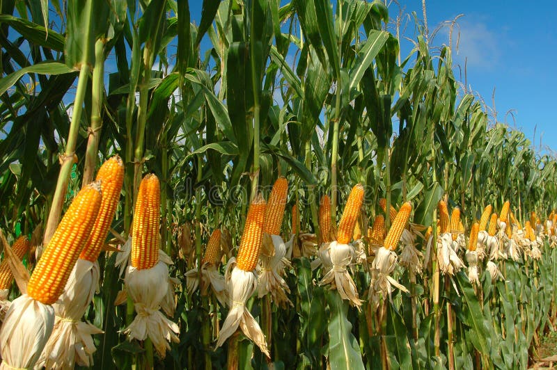 Different corn plantation