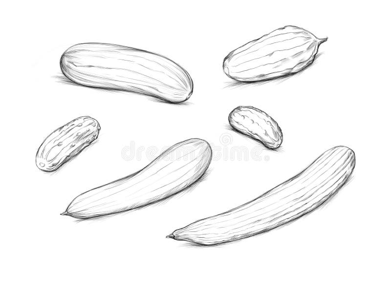 Illustration of some different cucumbers vector illustration