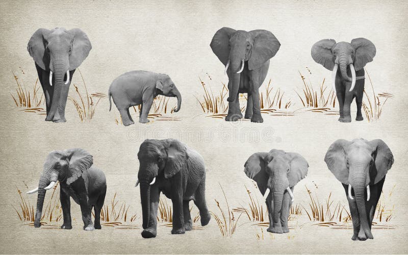 Different Elephants for Wallpaper, on Background. 3D Rendering. Stock  Illustration - Illustration of india, decoration: 111279697