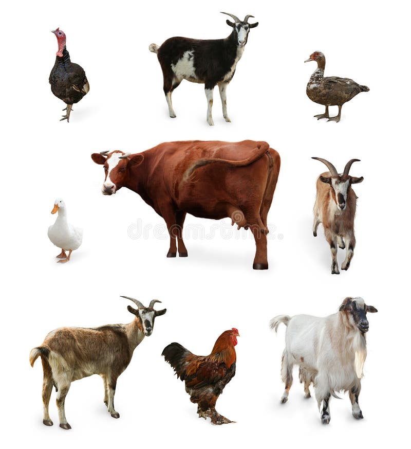 Different Farm Animals on White Background, Collage Stock Photo Image