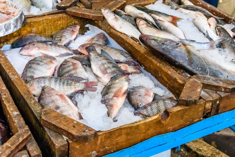 Different Fish on Fish Market in a Hurghada City, Egypt Stock Photo