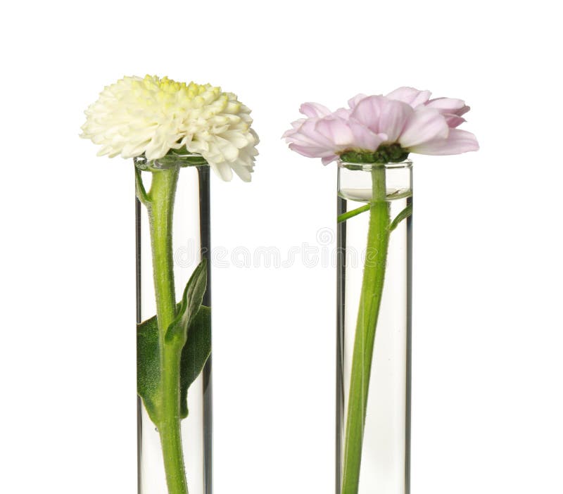 Different Flowers in Test Tubes on White Background Stock Photo Image