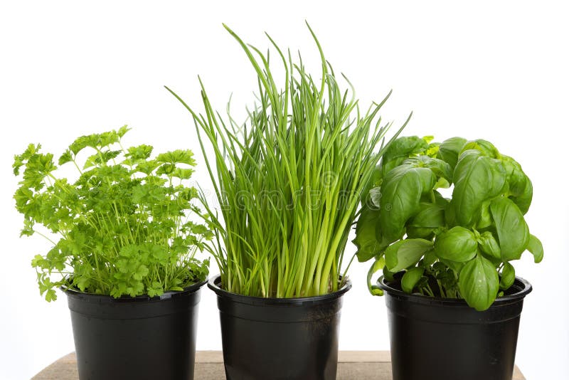 Different Green Herbs for Cooking Stock Image Image of chives, plant