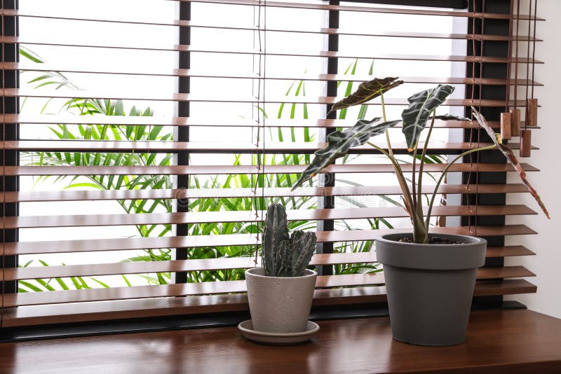 Different green potted plants on window sill at home