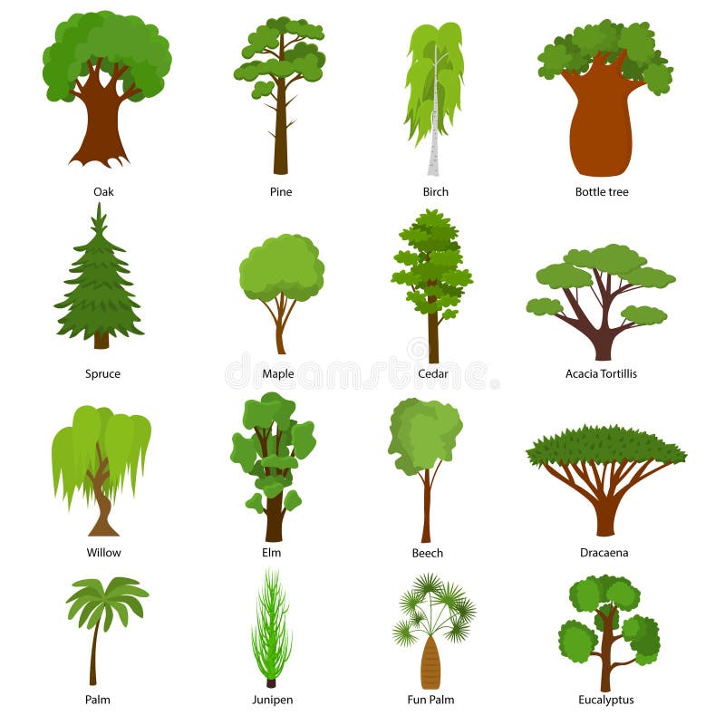 Different Green Tree Types and Name Include of Elm, Birch, Eucalyptus, Cedar, Dracaena, Oak and Pine Icons Set. Vector illustration of Various Type Wood. Different Green Tree Types and Name Include of Elm, Birch, Eucalyptus, Cedar, Dracaena, Oak and Pine Icons Set. Vector illustration of Various Type Wood