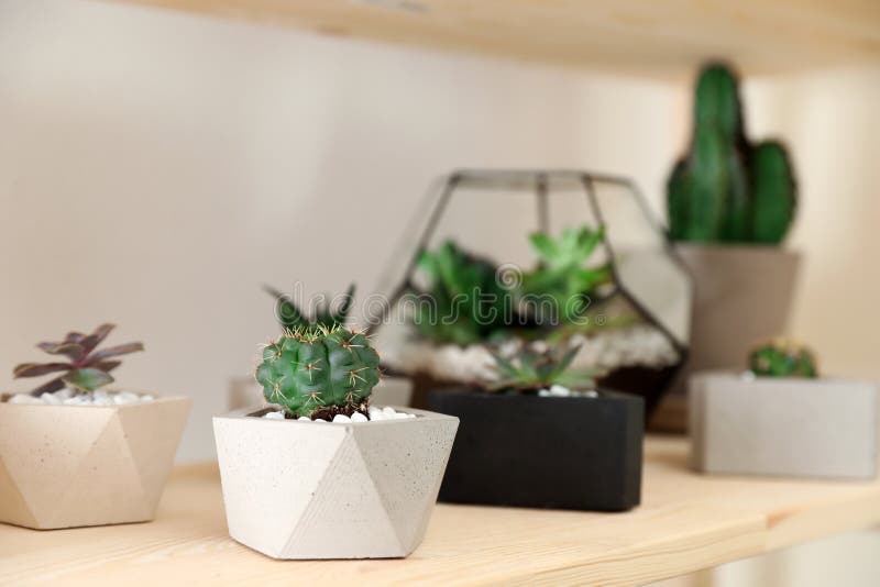 Different Home Plants on Wooden Shelf. Interior Design Element Stock