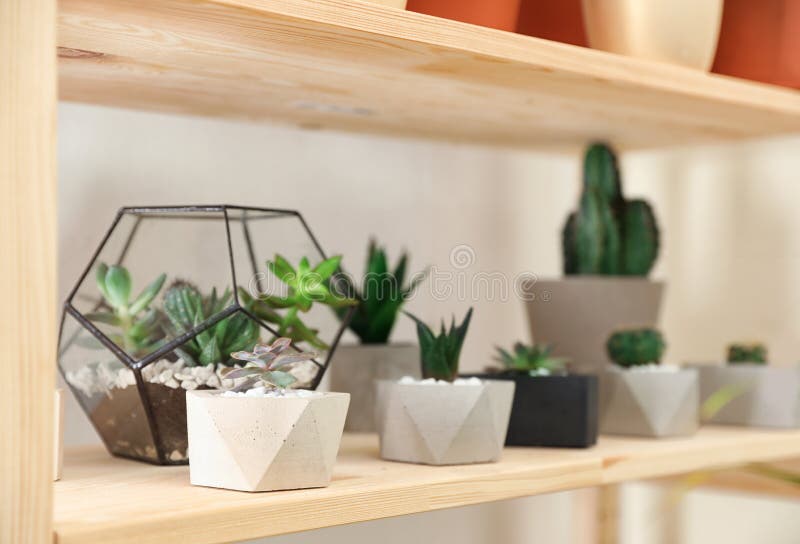 Different Home Plants on Wooden Shelf. Interior Design Element Stock