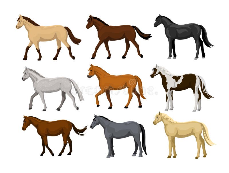 Different Horses Set in typical coat colors: black, chestnut, dapple grey, dun, bay , cream, buckskin, palomino , tobiano paint pa