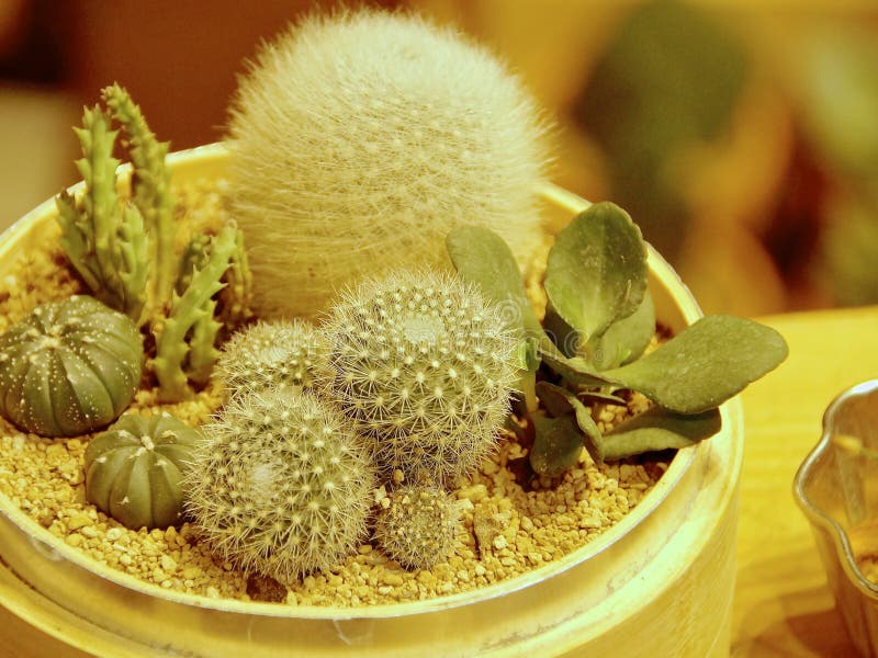 Colored Cactus Plants Stock Photos Download 558 Royalty Free Photos