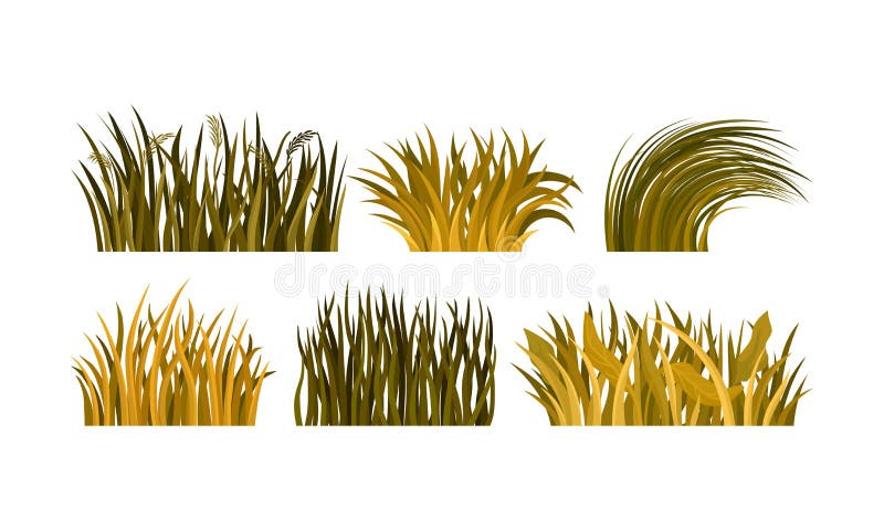 Different Kind Of Yellow And Brown Autumn Grass Tufts Vector Illustration Set
