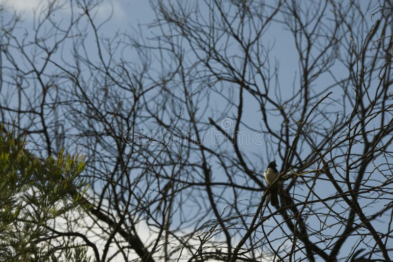 Some shots of different kinds of birds on a branch tree in Australia