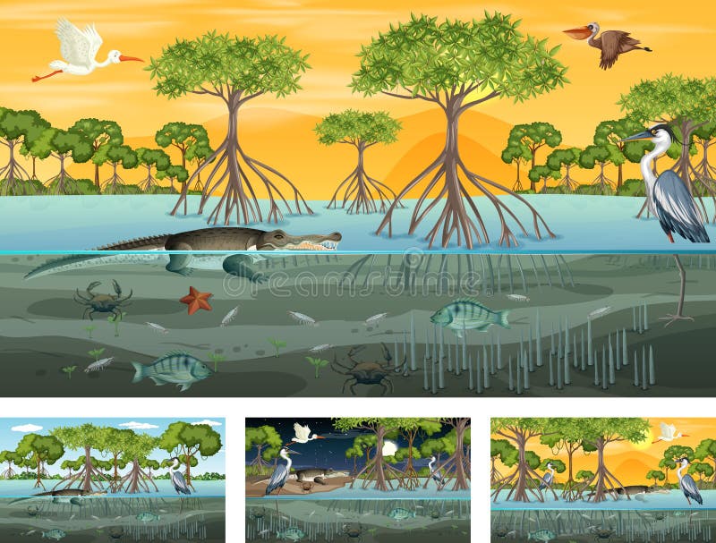 Mangrove Forest Stock Illustrations – 734 Mangrove Forest Stock ...