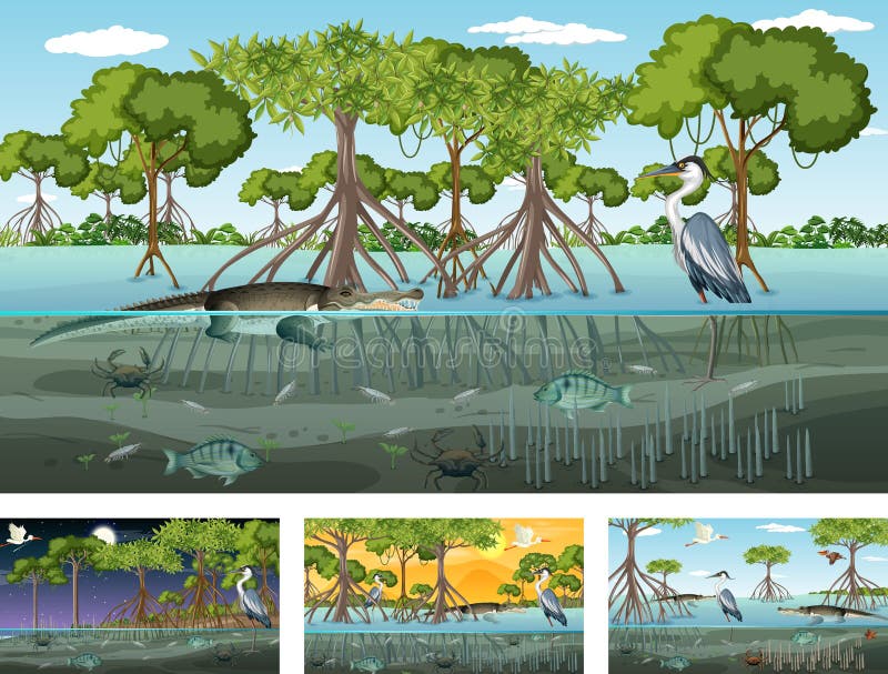 Different Mangrove Forest Landscape Scenes with Various Animals Stock ...