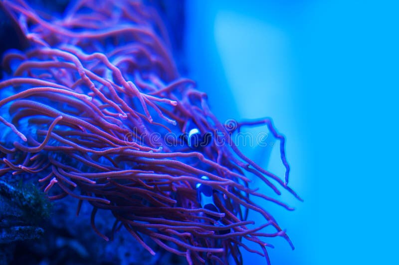 Different marine animals stock photo. Image of danger - 101703500