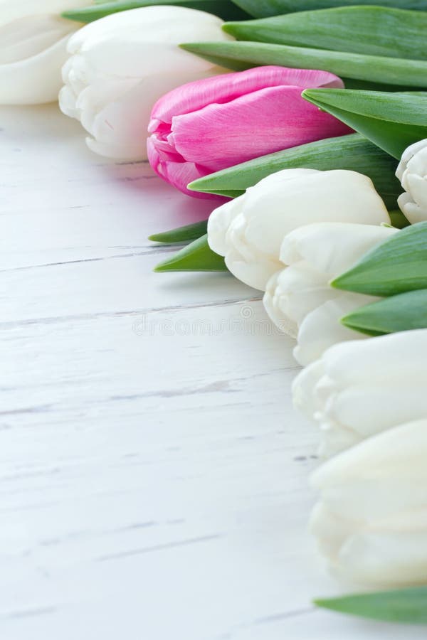 Different pink tulip among white tulips