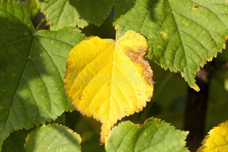 Different plants during the autumn season royalty free stock photo