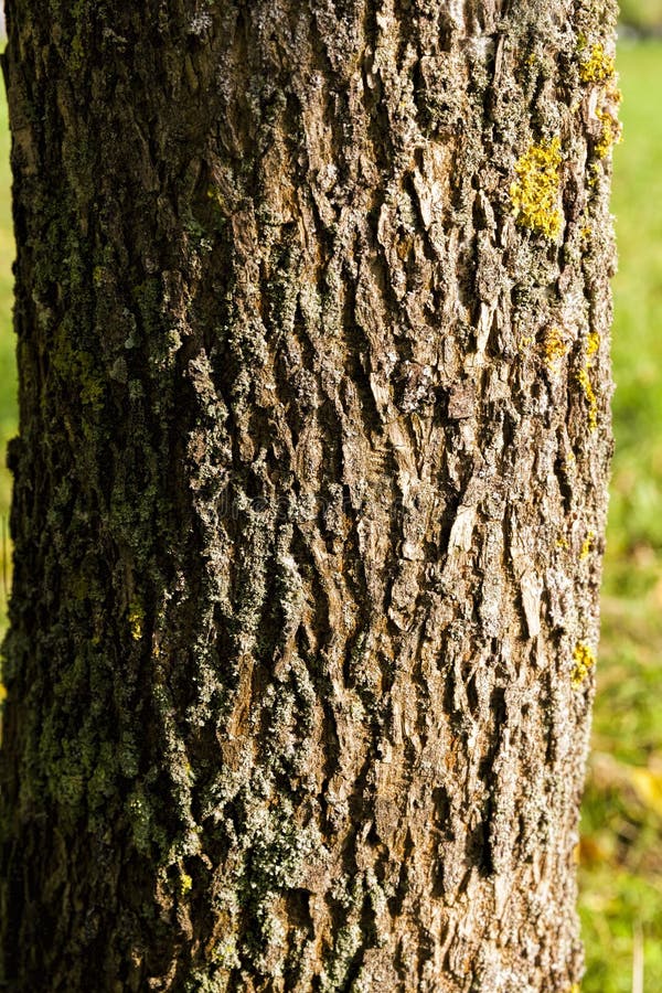 Different plants during the autumn season royalty free stock images