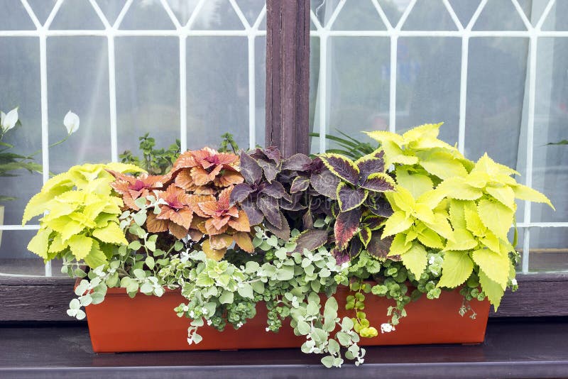 Different plants Coleus in pot on window royalty free stock images