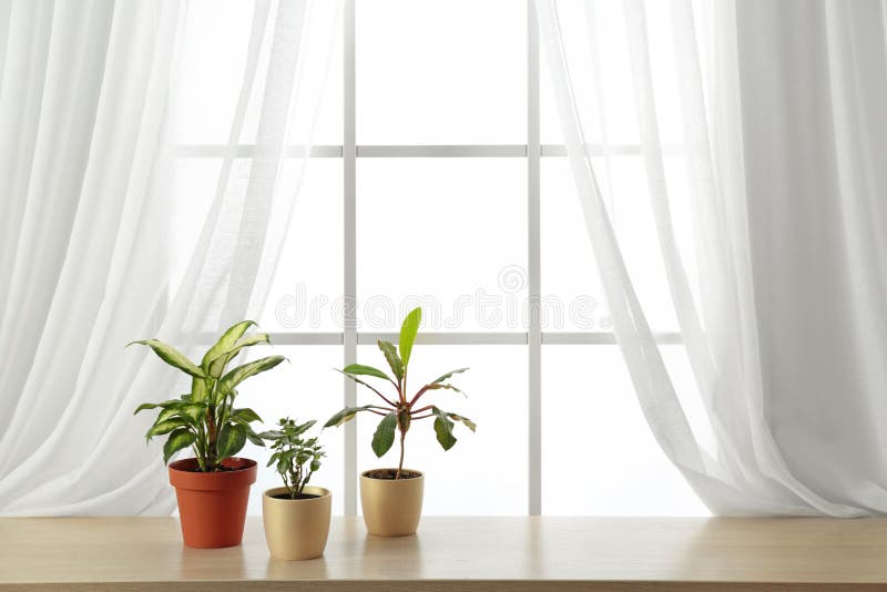 Different plants in pots on window sill. Home decor royalty free stock photos