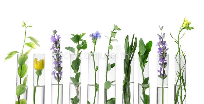 Different plants in test tubes on white royalty free stock image