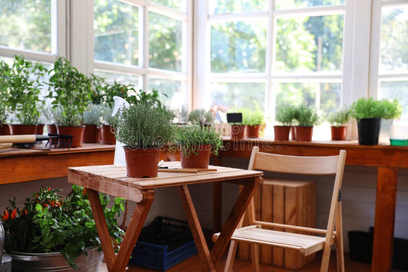 Different potted home plants and gardening tools stock image Different potted home plants and gardening tools stock image