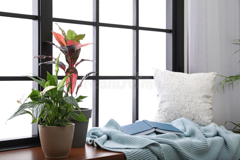 Different potted plants, blanket, book and pillow on window sill stock image Different potted plants, blanket, book and pillow on window sill stock image