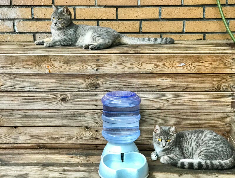 The different resting postures of tabby siblings born in twins of dragon and phoenix royalty free stock photos The different resting postures of tabby siblings born in twins of dragon and phoenix royalty free stock photos
