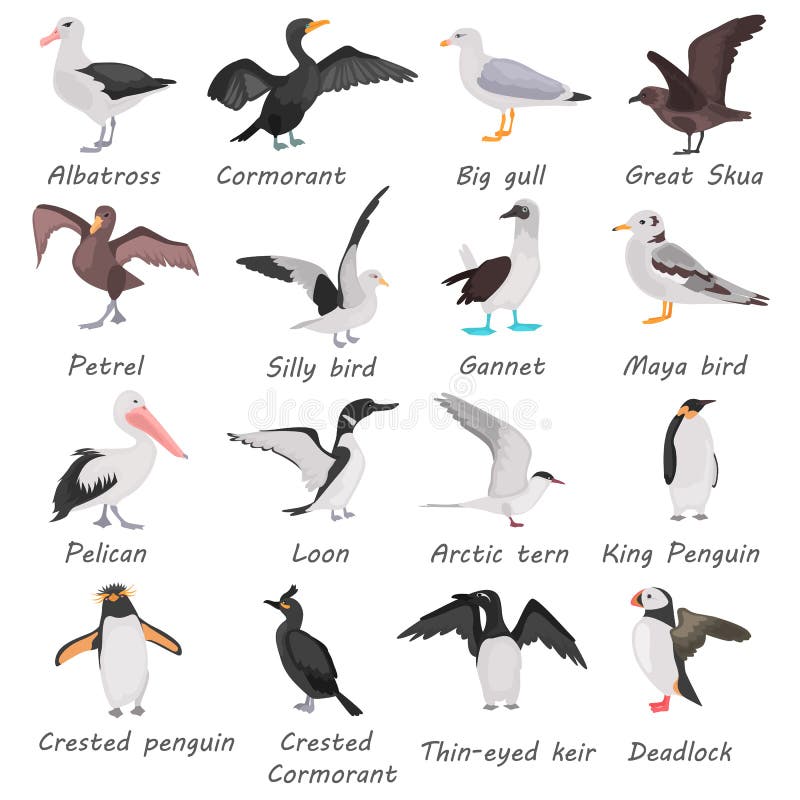 Different sea birds color flat icons set