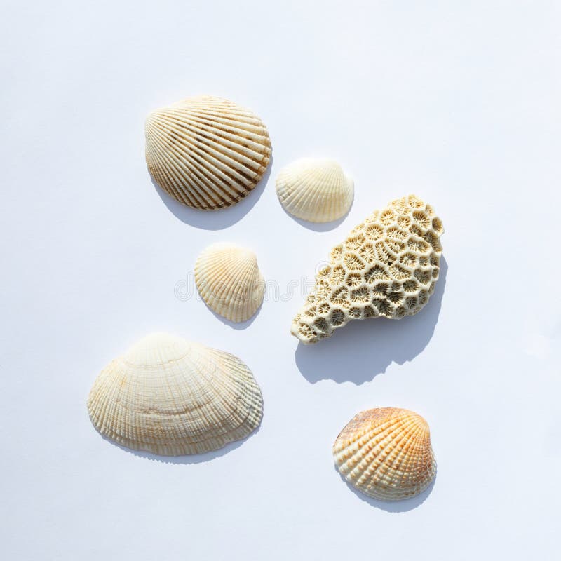 Different sea shells collection isolated on white background. Top view. isolate with shadows