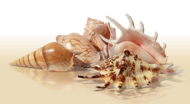 Different seashells
